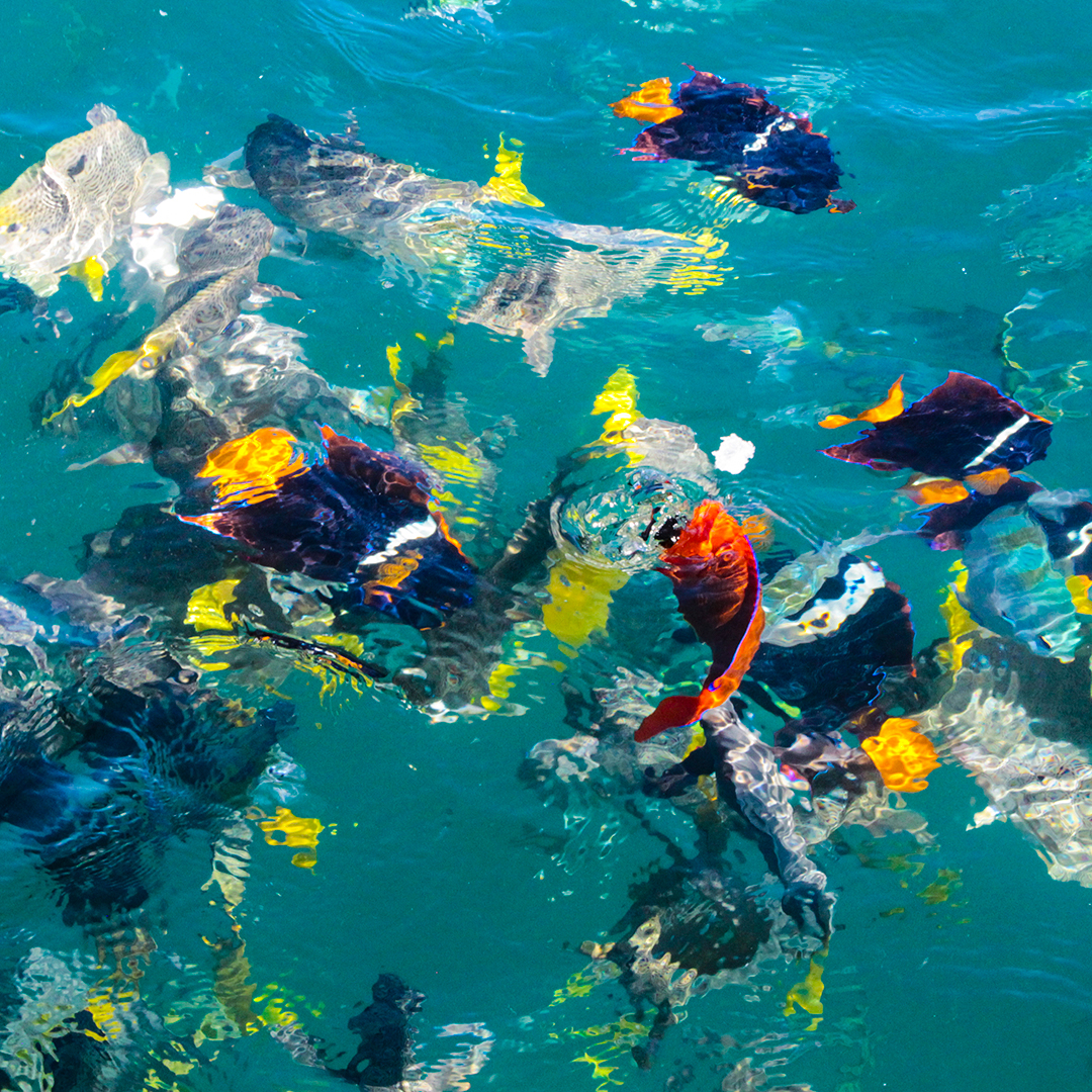 Grupo Aeroportuario del Pacífico tweet media