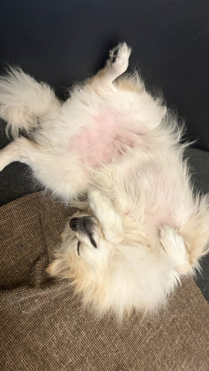 こしゅん tweet media