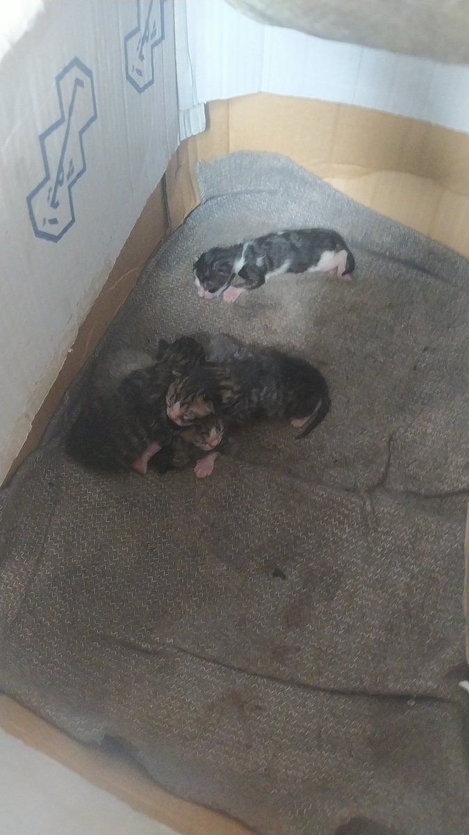 Yousef🇵🇸 tweet media