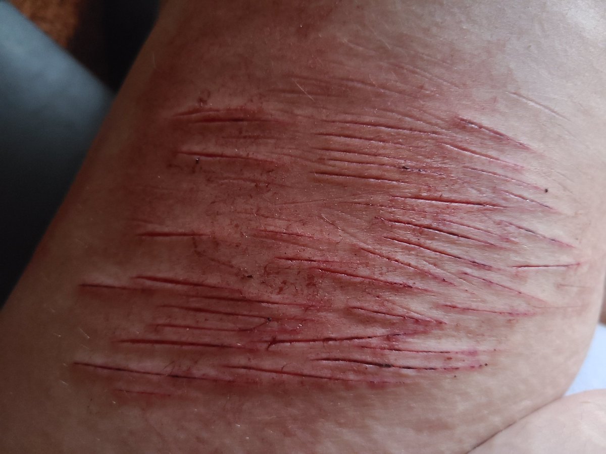 Seal of Sheds twt tweet media