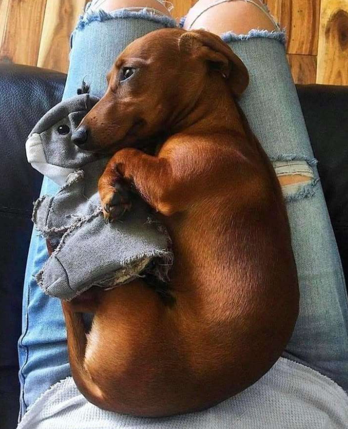 Best in Dogs tweet media