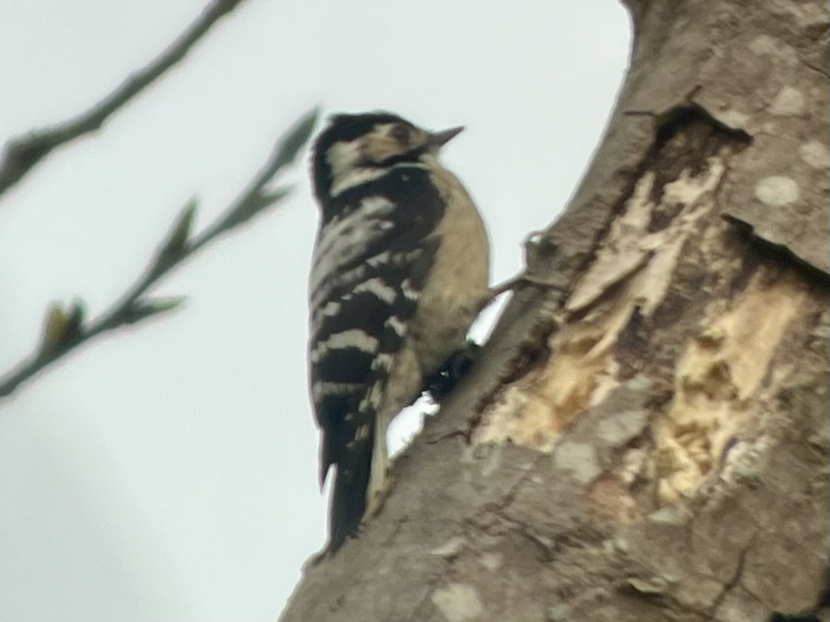 Ian Bennell tweet media