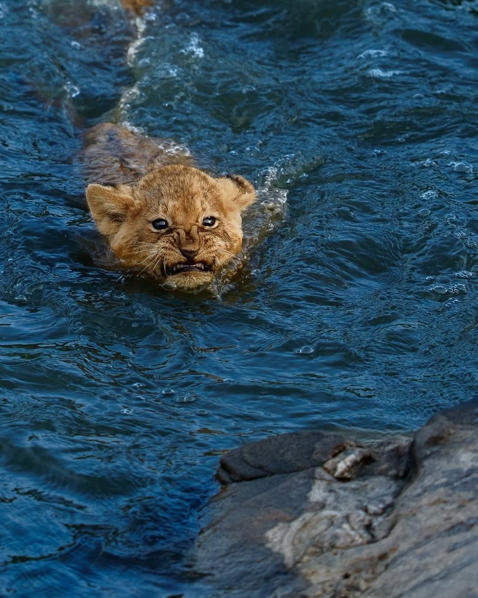 Animal lover🐕😺 tweet media