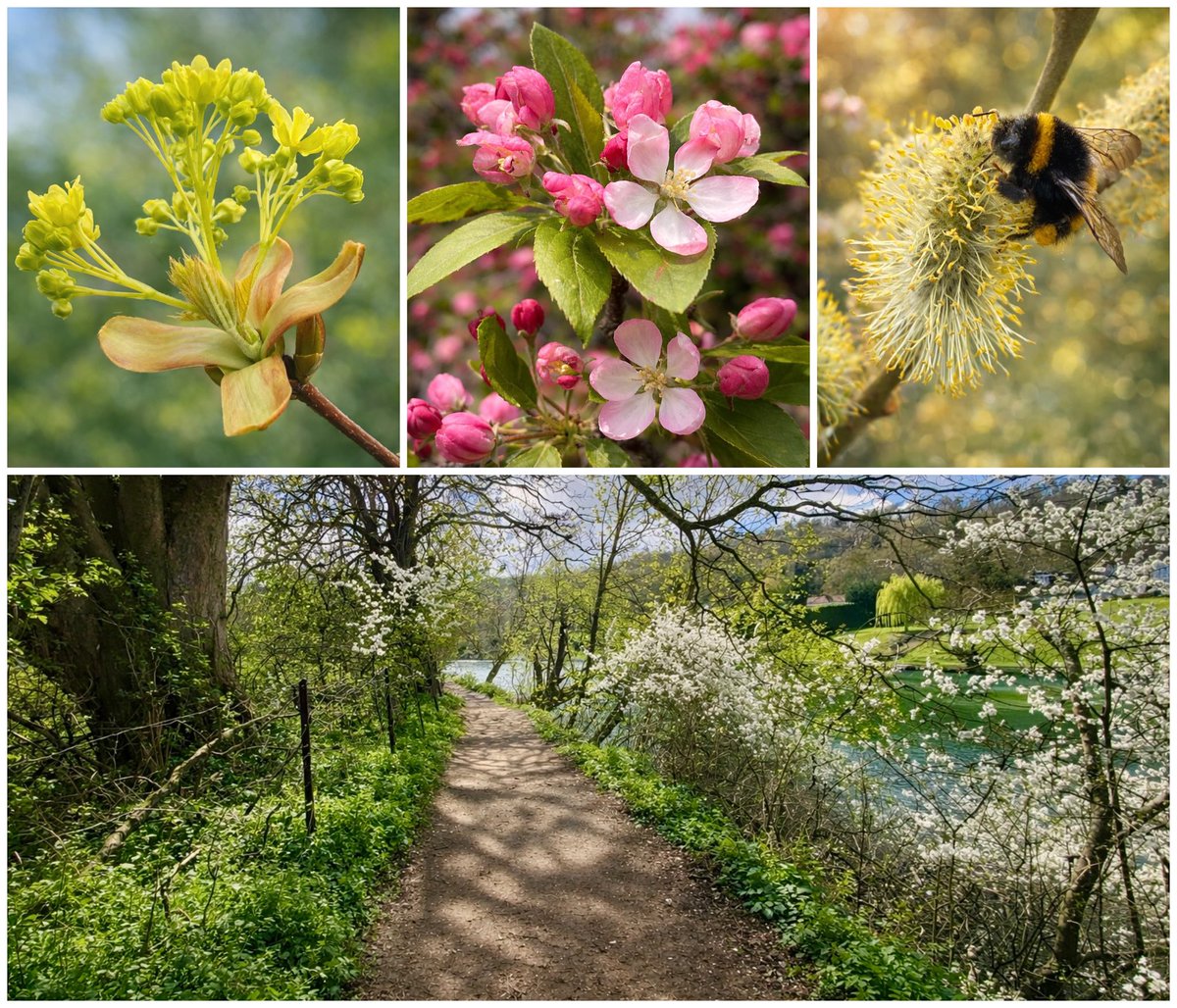 suzirowcliffe's tweet photo. I remembered to look up as I walked the @ThamesPathNT past Goring for the “trees in flower” challenge. Spotted crab apple and sycamore in flower, plus a bee busy in the willow catkins. I learned that catkins are clusters of tiny, specialised flowers. #treeflowers #WildflowerHour https://t.co/AIYa7tLuEy