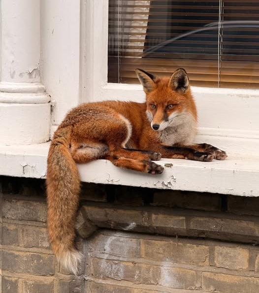 PROTECT ALL WILDLIFE tweet media