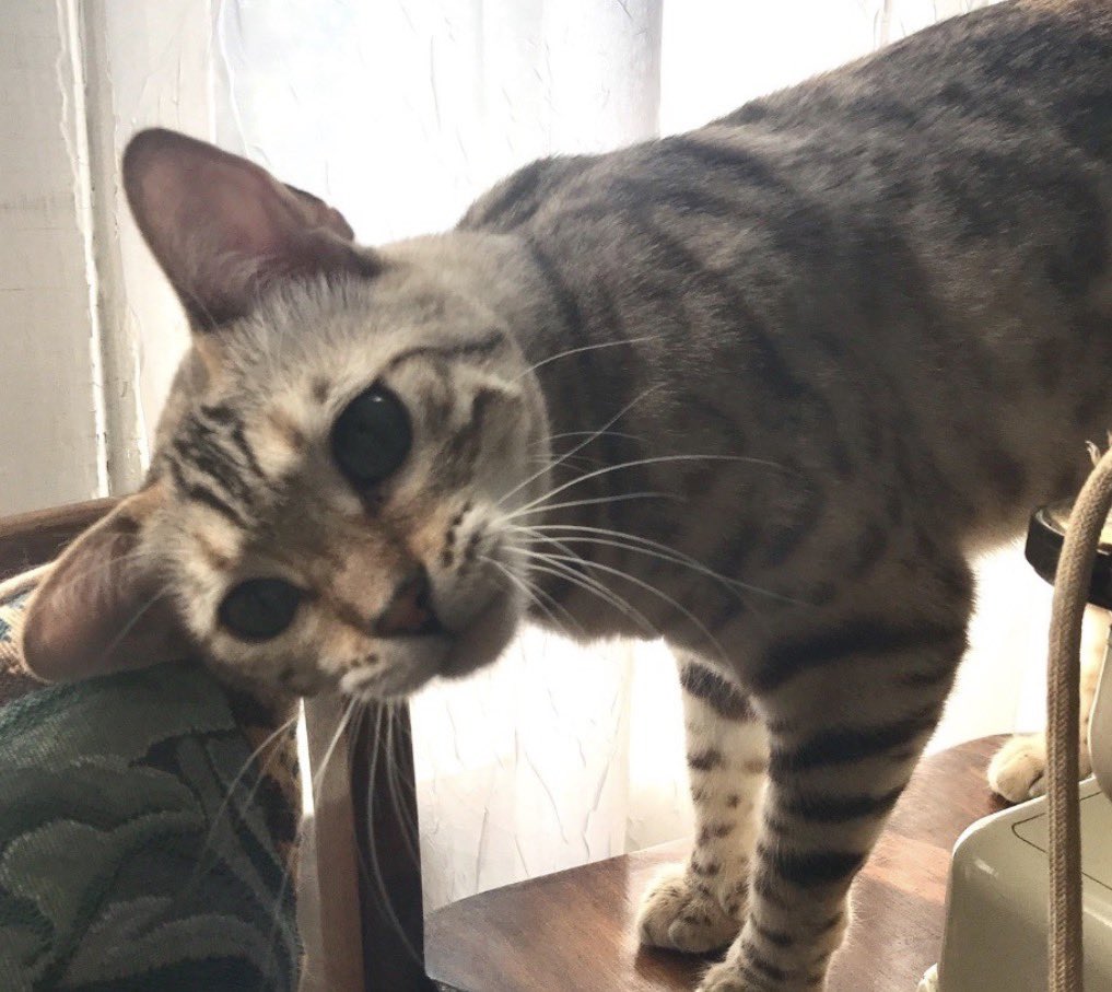 daily isabeau levito .ᐟ ౨ৎ tweet media