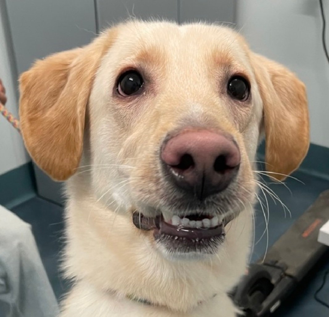 Morgan Fairchild's Dogs tweet media