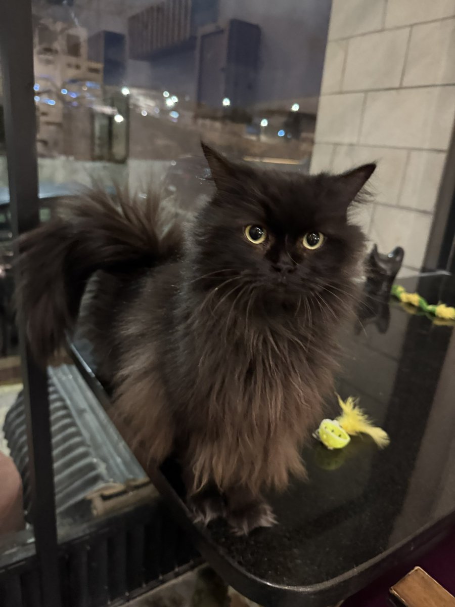 Osama Rakan Al Mraikhat tweet media