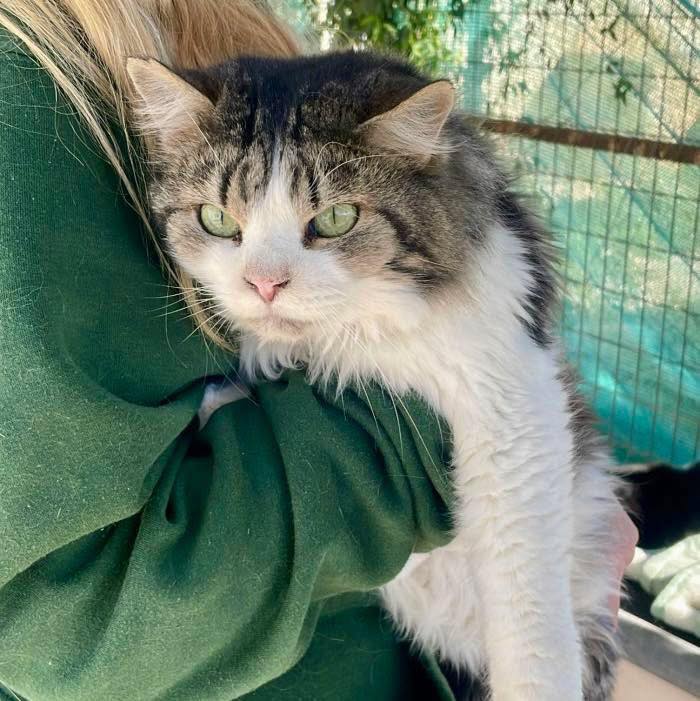 SOS Abuelos tweet media