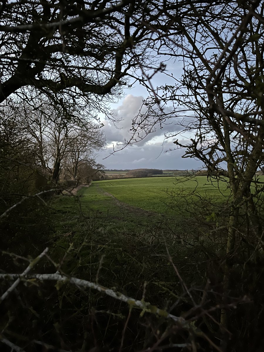 k gimson 🌻🐝 tweet media