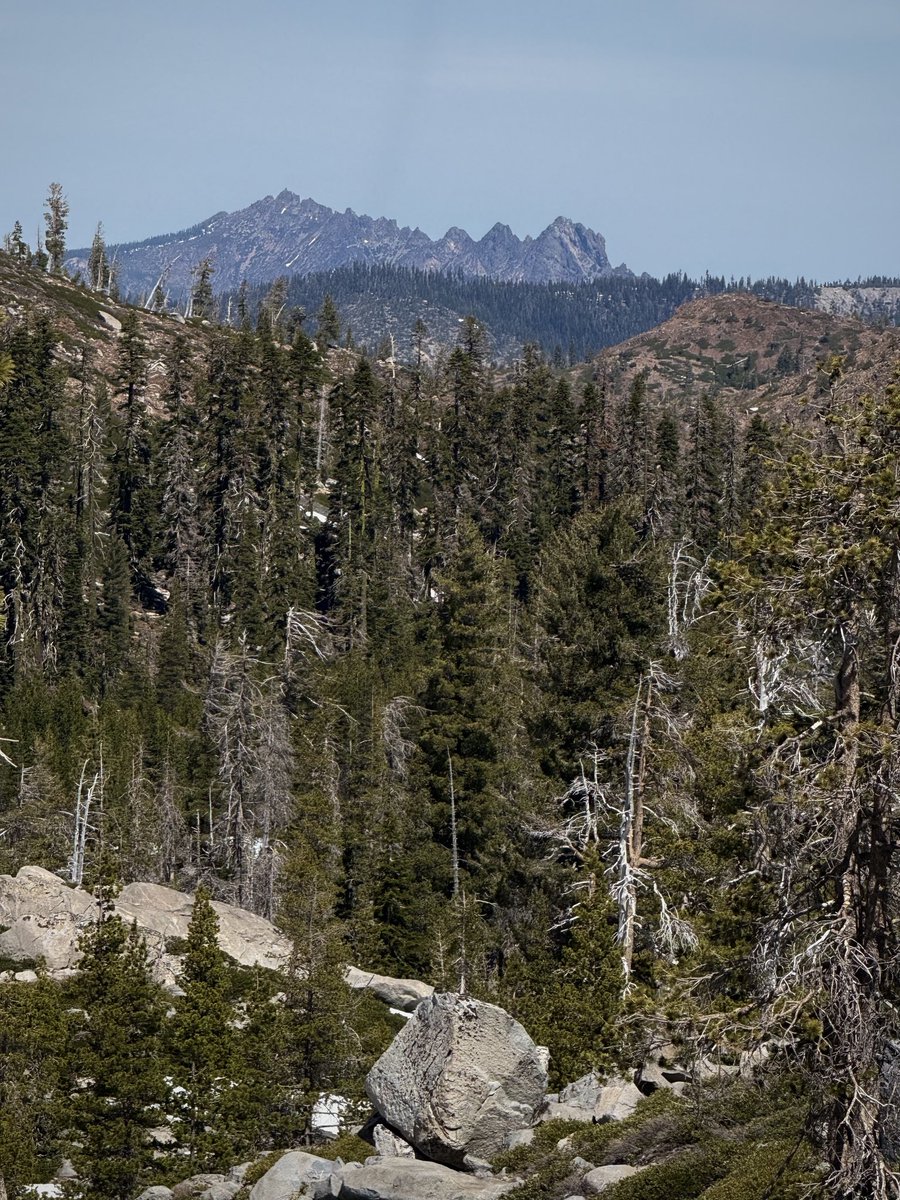 Bronze Goat tweet media