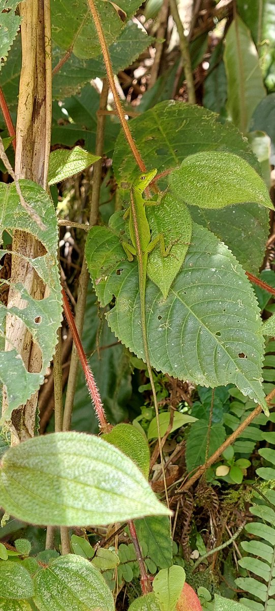 Fernando Ayala tweet media