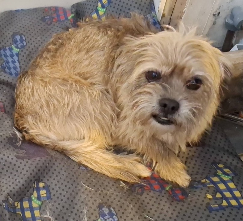 Missing Pets GB tweet media