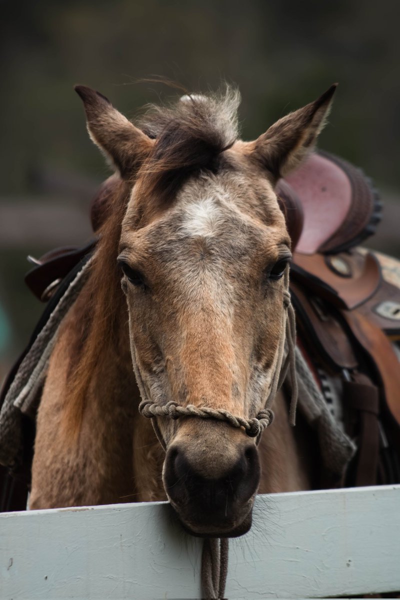 Tanglewood_Pix's tweet photo. Nature, nurture heaven and home ✨️🐎. 

#Horse #Horses #Equestrian #Equine #HorsePhotography #HorseLover #HorsesOfInstagram #EquestrianLife https://t.co/hV0lzugvWb