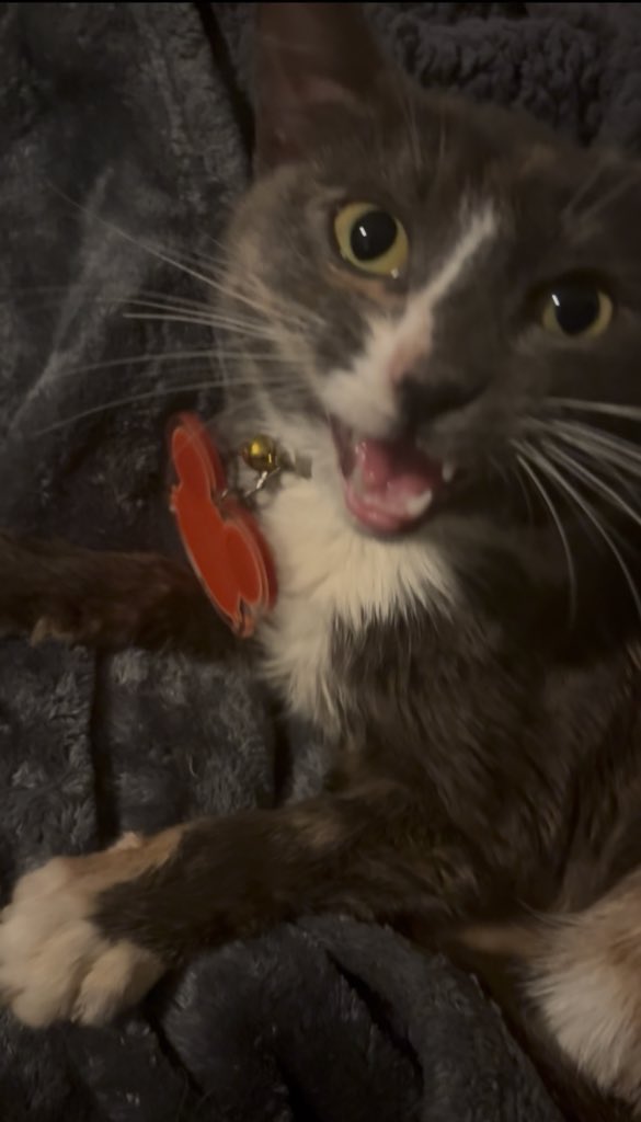 Mousy🐭 tweet media