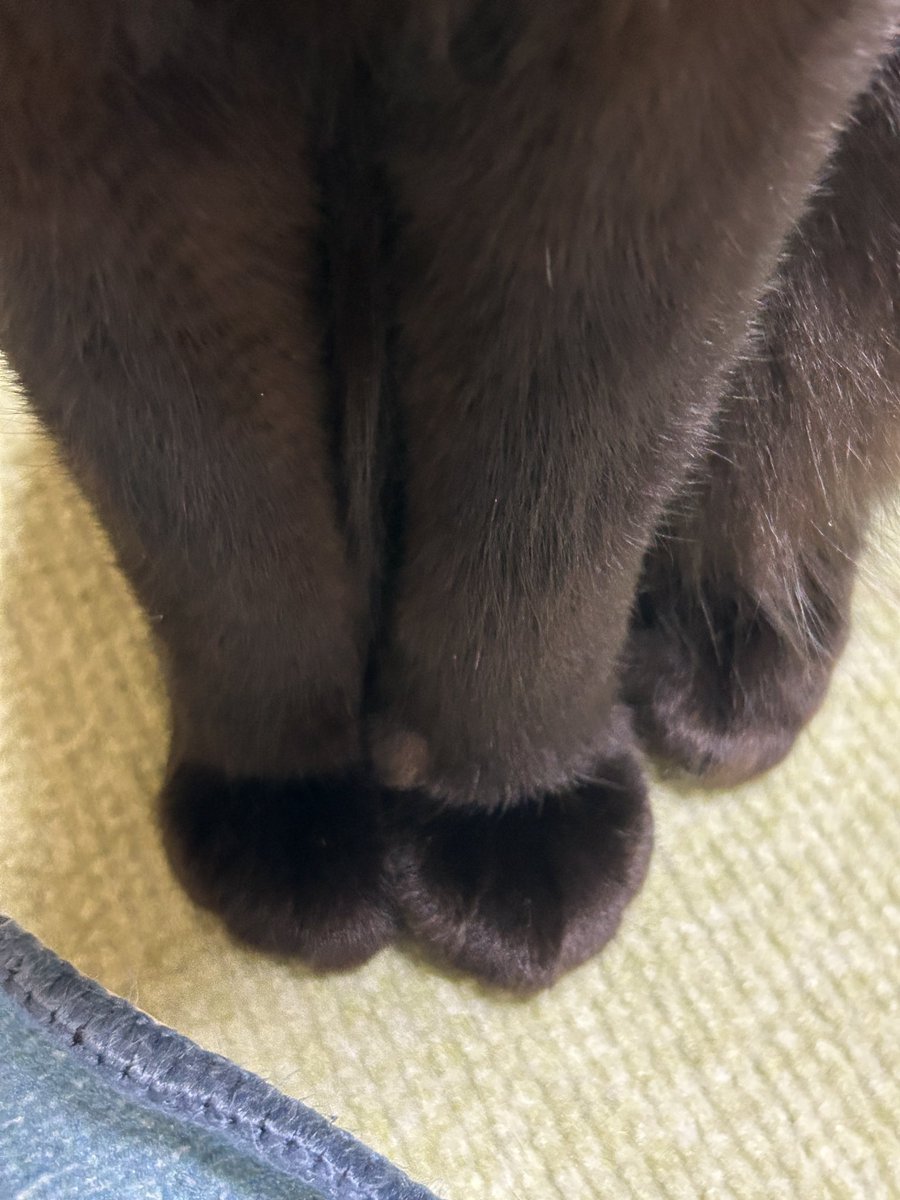 Comic Strip☆ tuffy tweet media