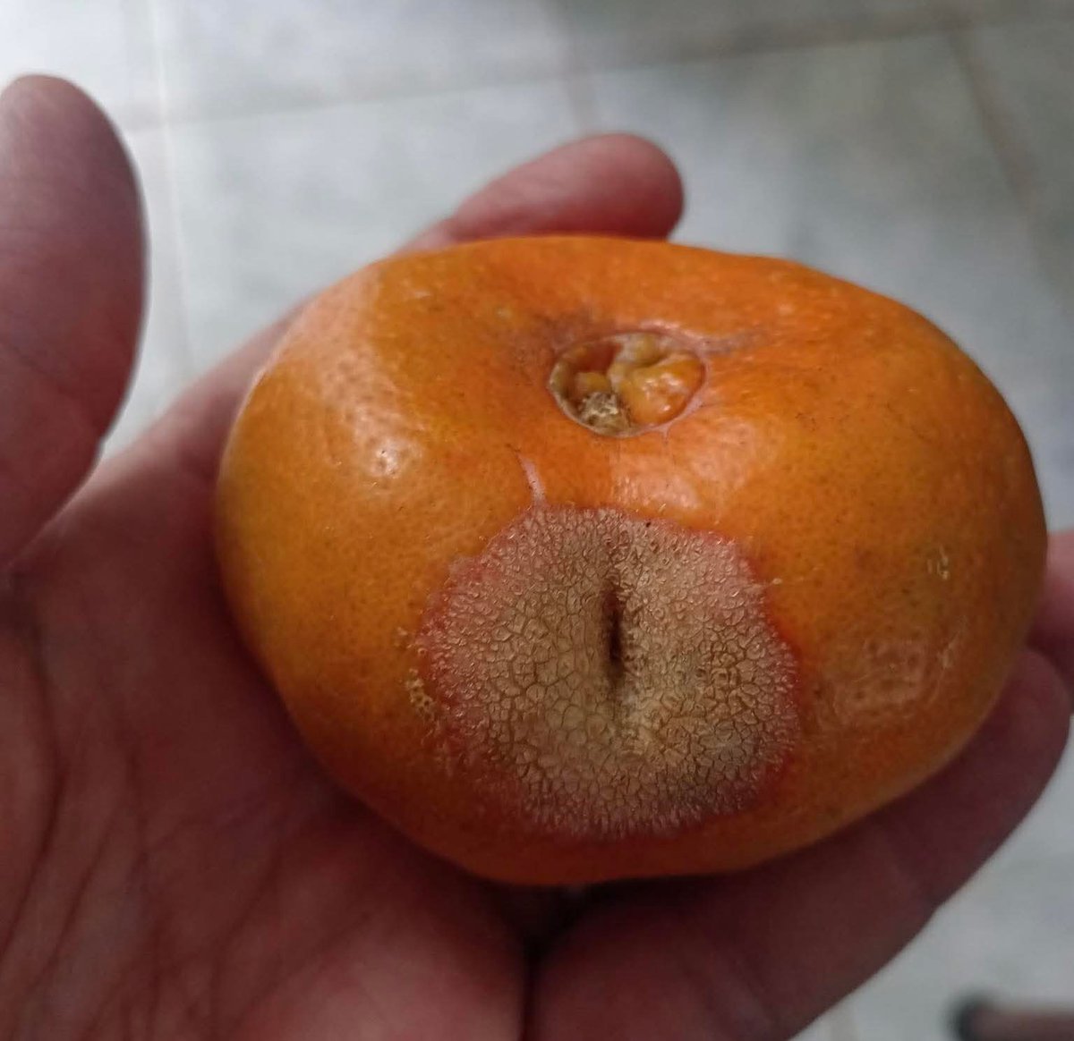 Oki Doki. tweet media