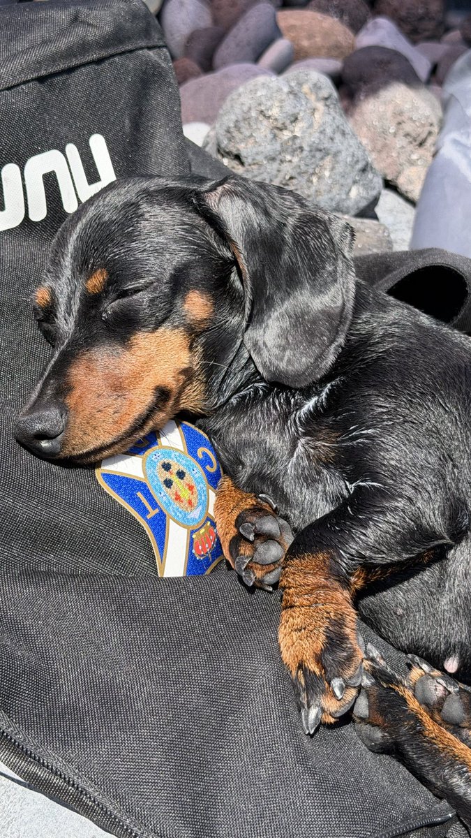 Jee🇮🇨🌻 tweet media