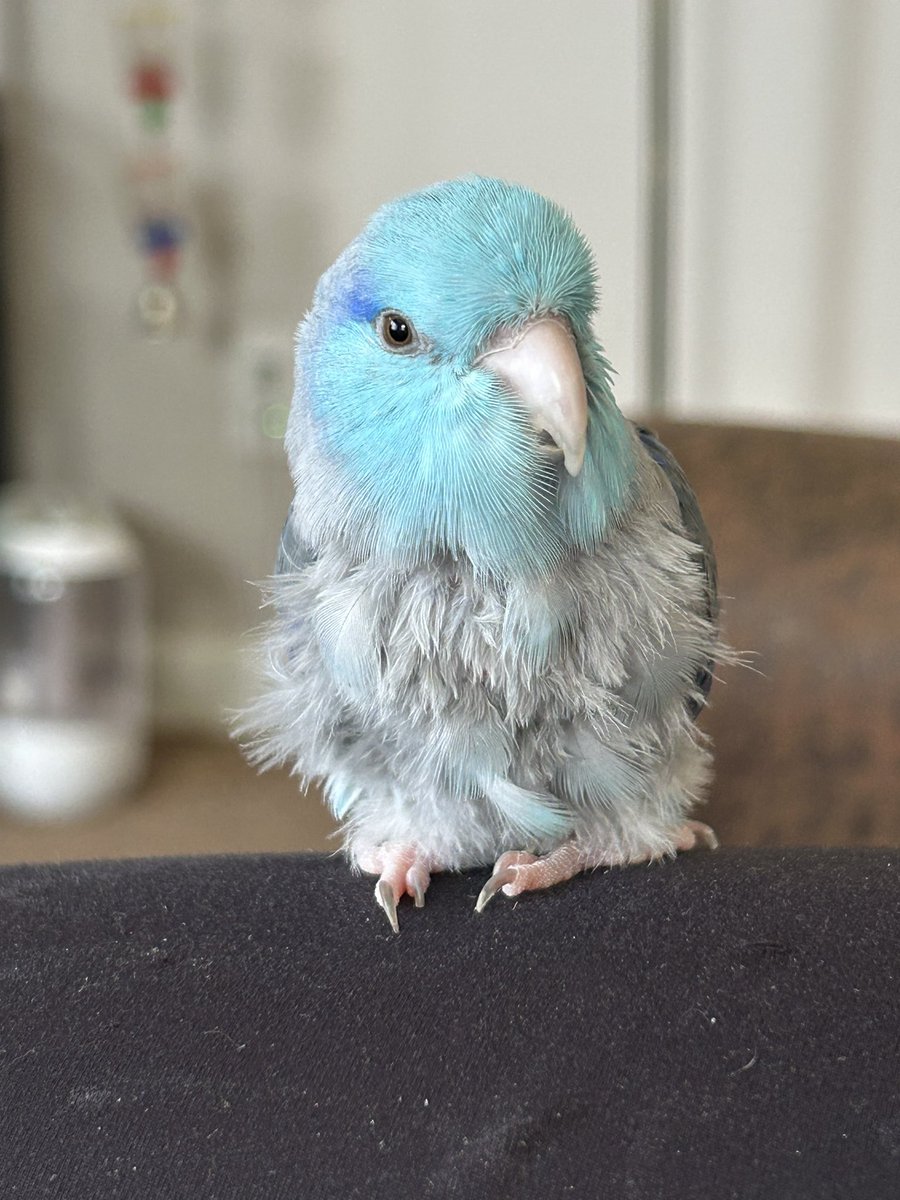 itskinkerbell tweet media