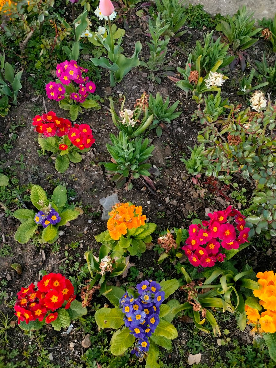 Gopi Joshi tweet media