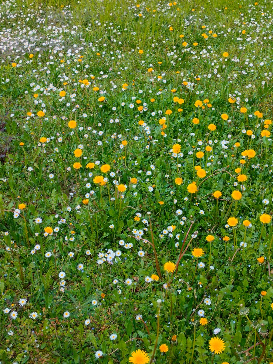 Gopi Joshi tweet media