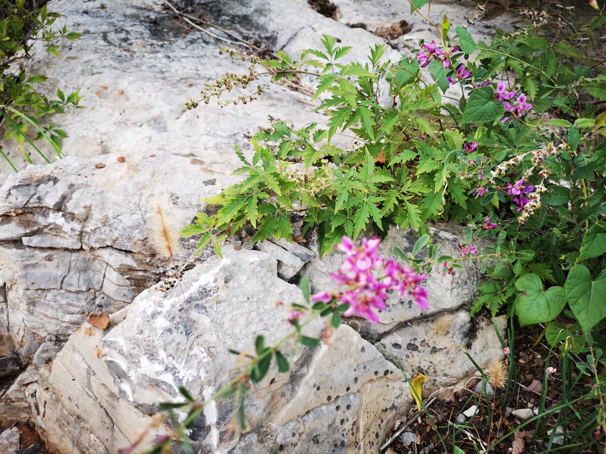 perrot gerald tweet media