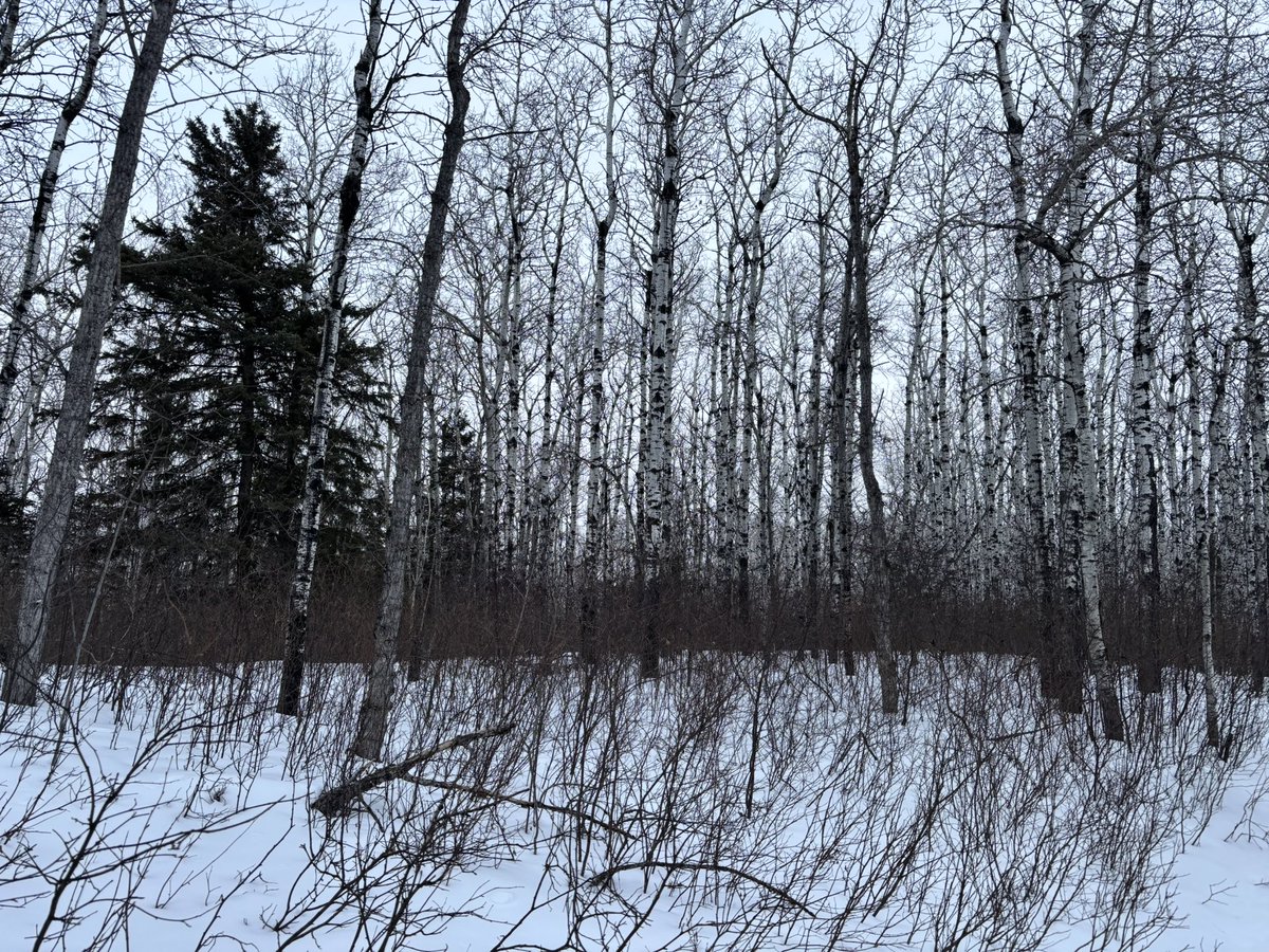 hales 🌸🐝 tweet media