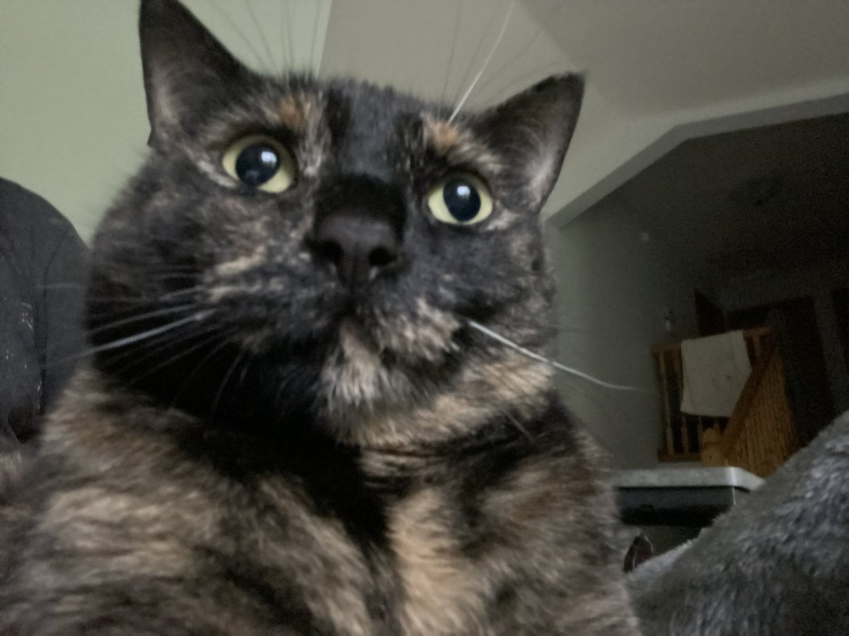 Little cat tweet media