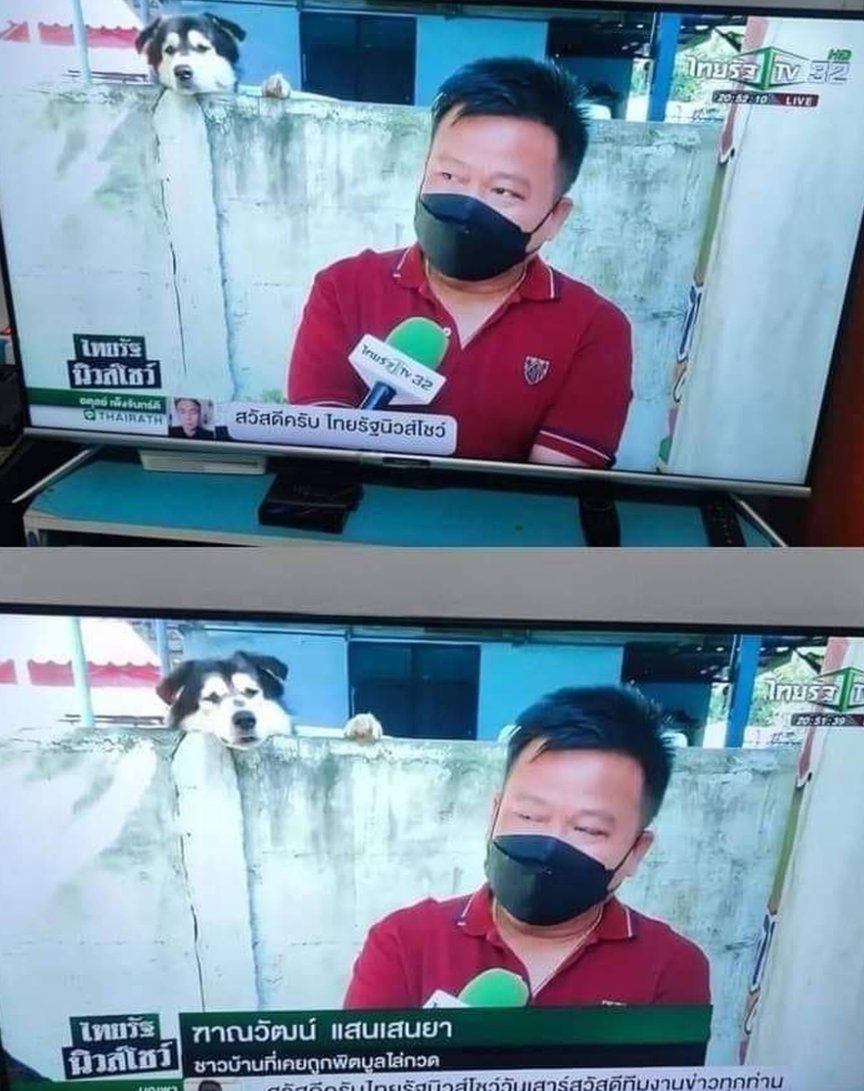 The Dalbo Dog tweet media