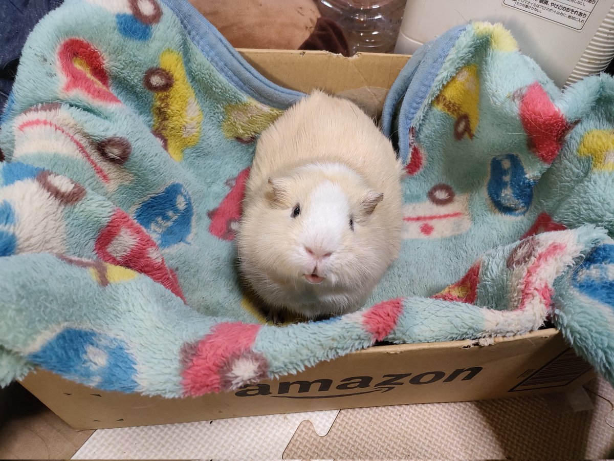 Festival of Pan tweet media