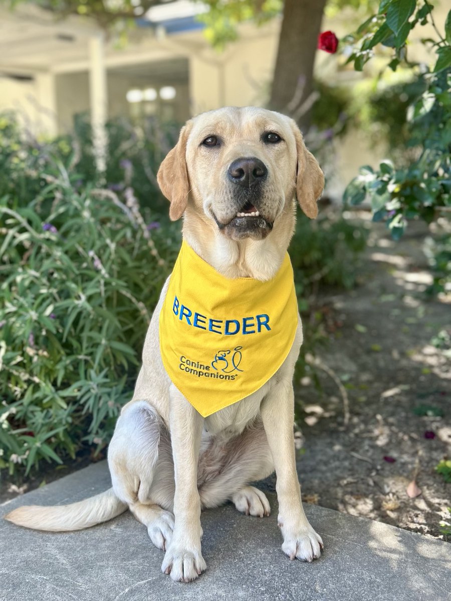 canineorg's tweet image. 🐶 Hey, Northern California dog lovers! 🐾 We're URGENTLY in need of #volunteer breeder caretakers to help bring the next generation of #servicedog puppies into the world. 

💛 Join an online info session: canine.org/bcinfo

#volunteering #puppy #puppies #makeadifference