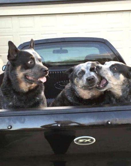 Devin Nunes' Cattle Dog 🇺🇦 🇪🇺🇺🇸🇨🇦 tweet media