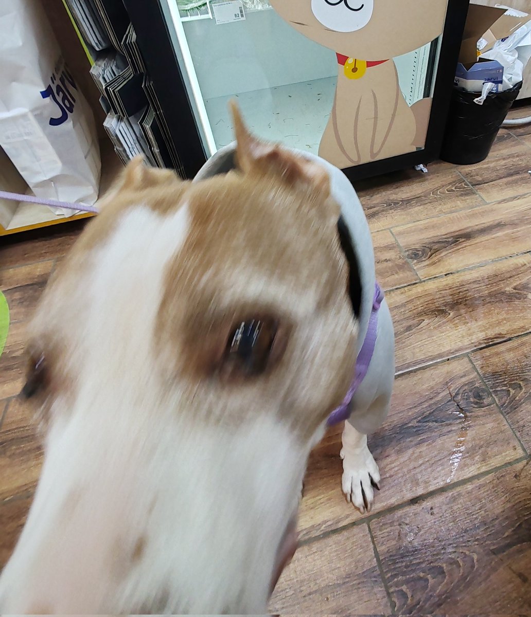 BadAngryPanda tweet media