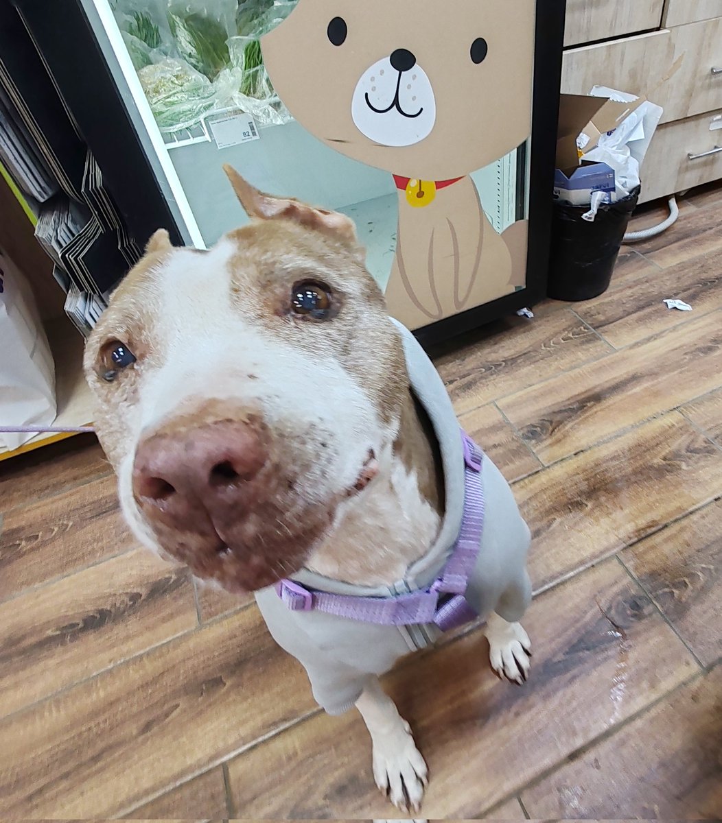 BadAngryPanda tweet media