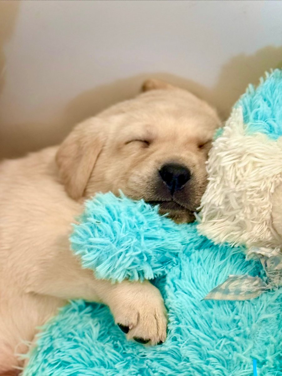 canineorg's tweet image. 🐶 Hey, Northern California dog lovers! 🐾 We're URGENTLY in need of #volunteer breeder caretakers to help bring the next generation of #servicedog puppies into the world. 

💛 Join an online info session: canine.org/bcinfo

#volunteering #puppy #puppies #makeadifference