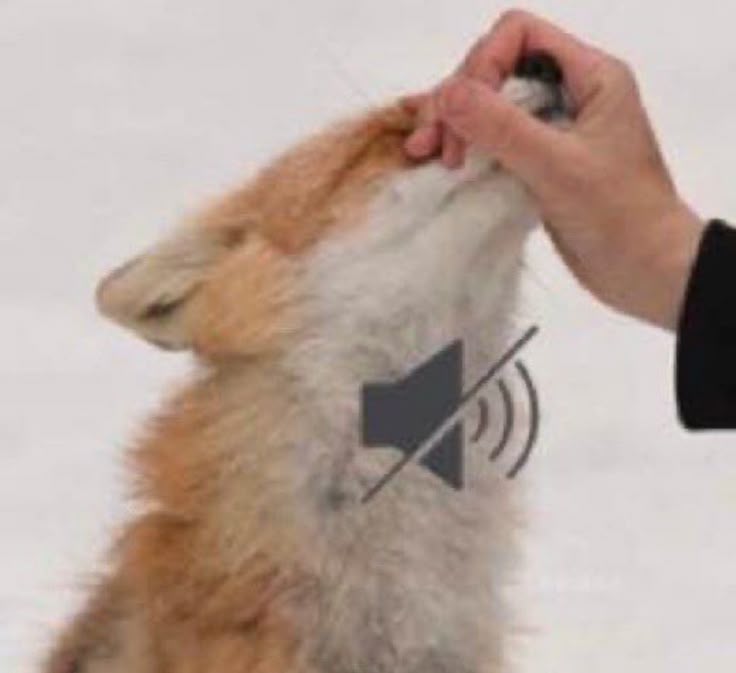 ꒰🦇꒱﹒𝓐𝓻𝓲𝓪 ﹒⟢ tweet media