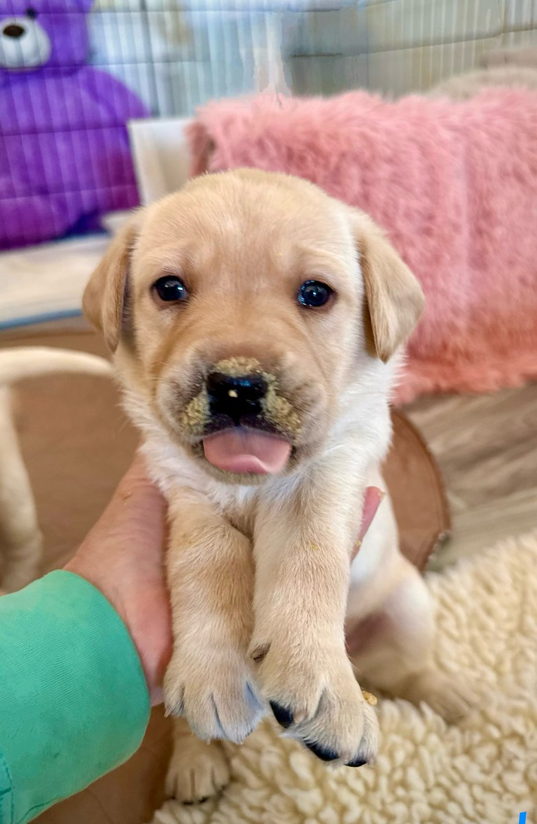 canineorg's tweet image. 🐶 Hey, Northern California dog lovers! 🐾 We're URGENTLY in need of #volunteer breeder caretakers to help bring the next generation of #servicedog puppies into the world. 

💛 Join an online info session: canine.org/bcinfo

#volunteering #puppy #puppies #makeadifference