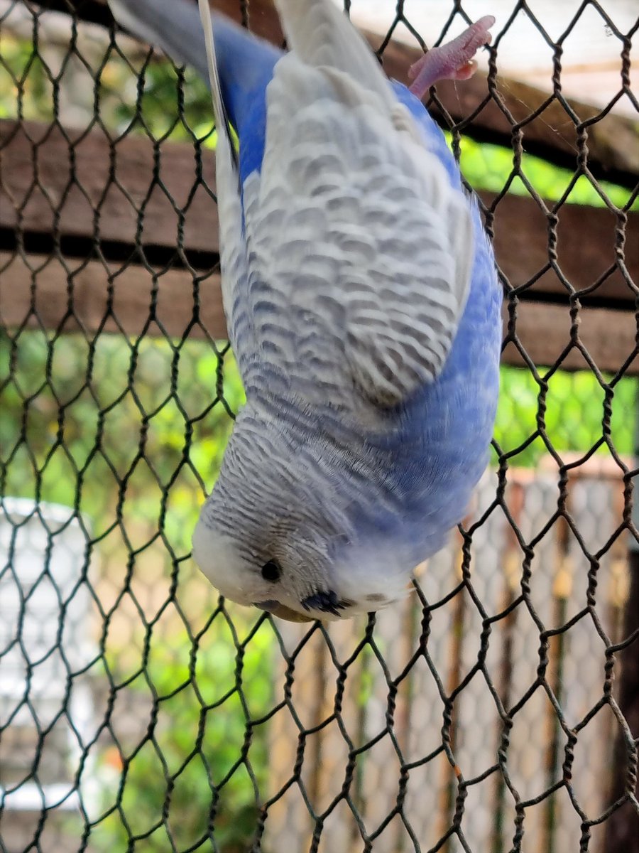 Frank Parakenings tweet media