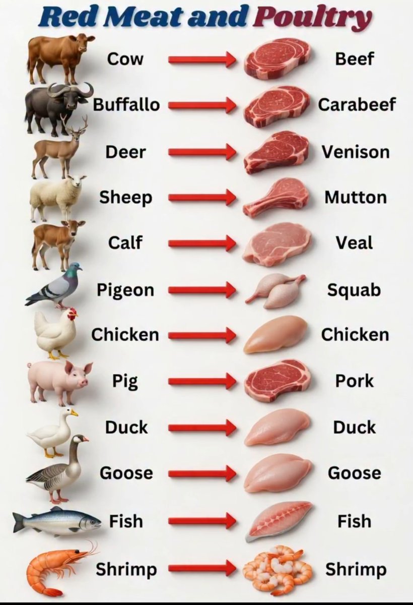 Learinminutes's tweet photo. Learn red meat and poultry https://t.co/AOKGeY3LxQ