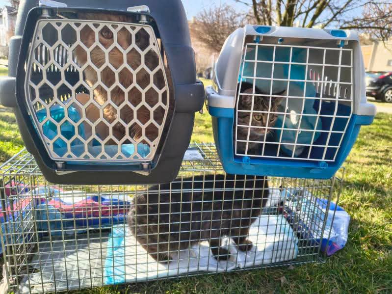 Kotkowo Pomocowo 😺 tweet media