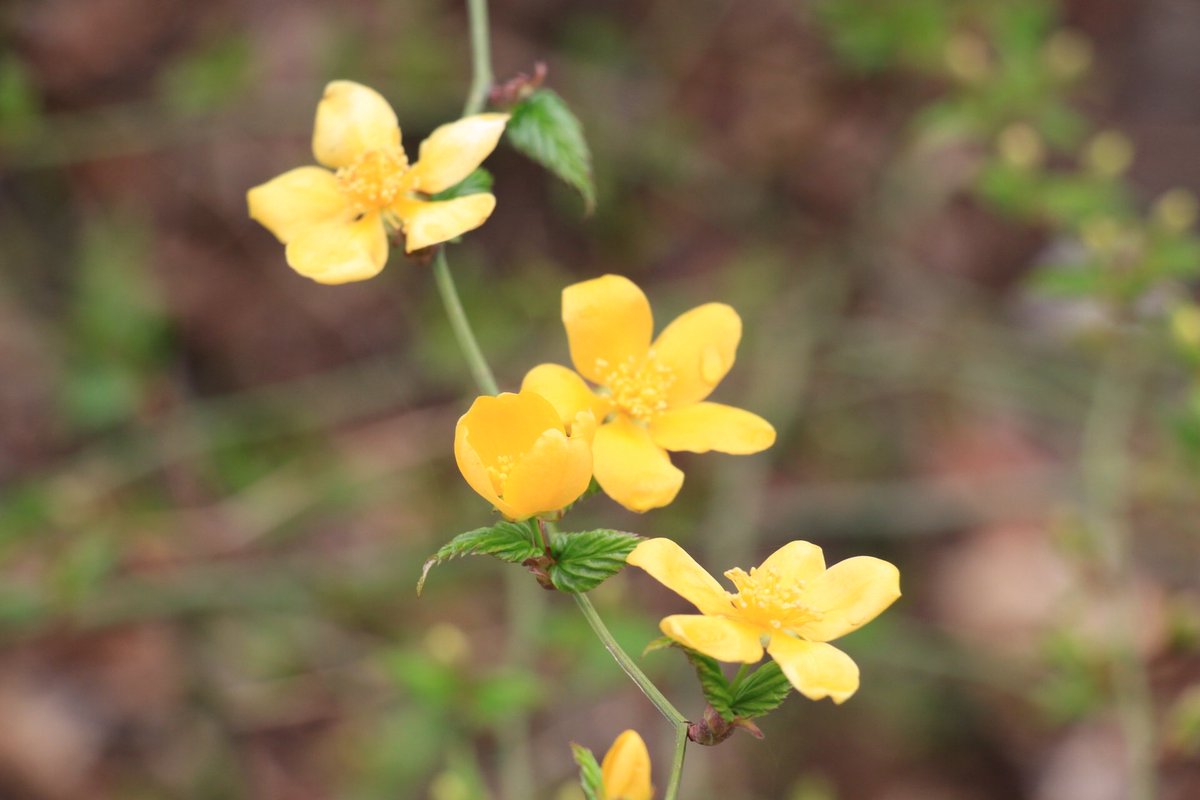 葉山安曇 tweet media