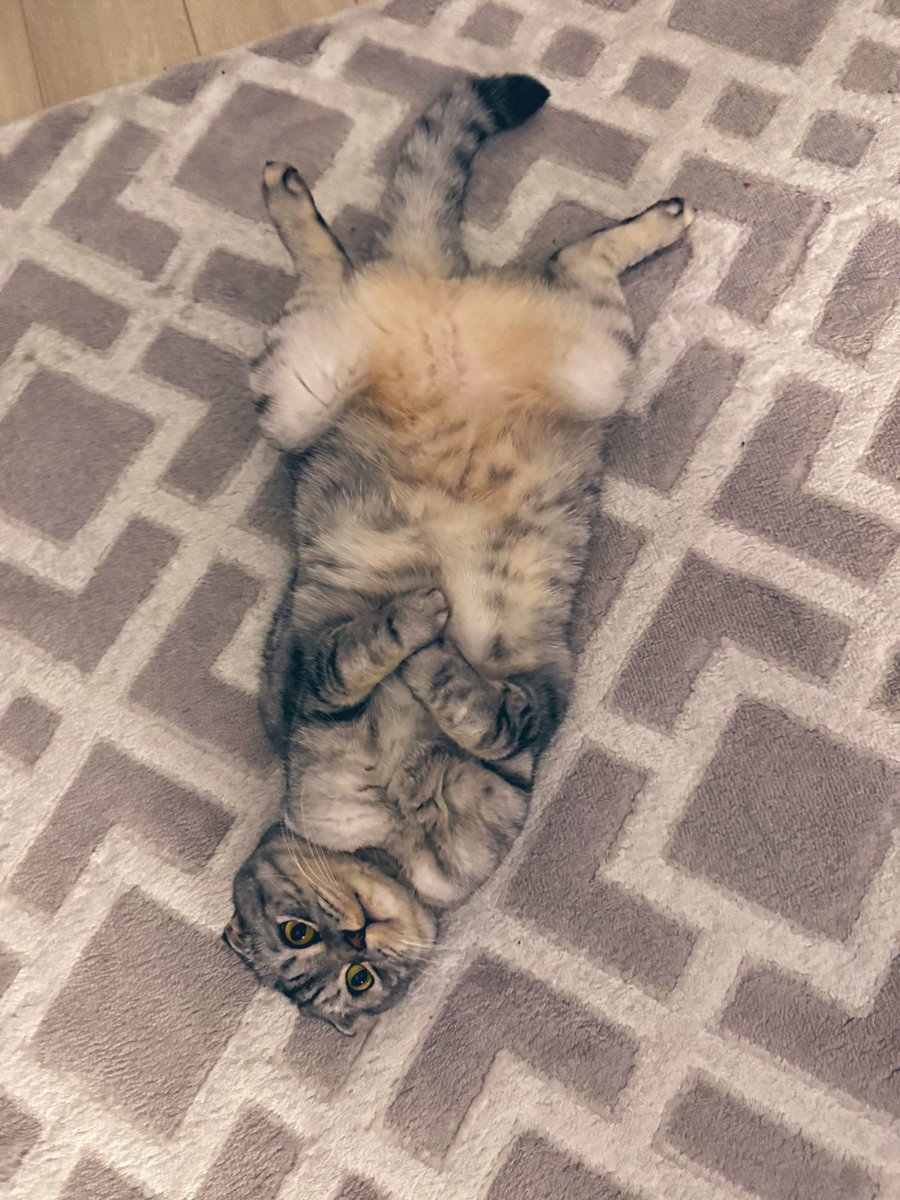 Кіт Оскар за рік не схуд. Навіть не збирався…😼