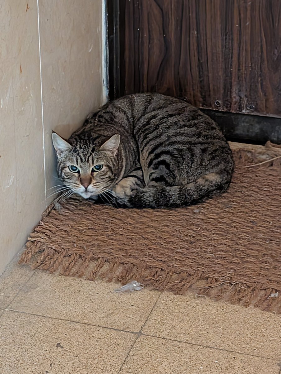 טבעות מעורגלות tweet media