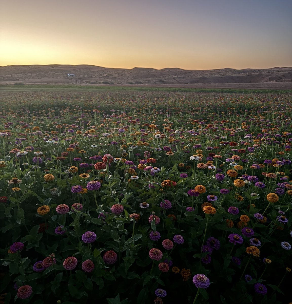 albndary tweet media