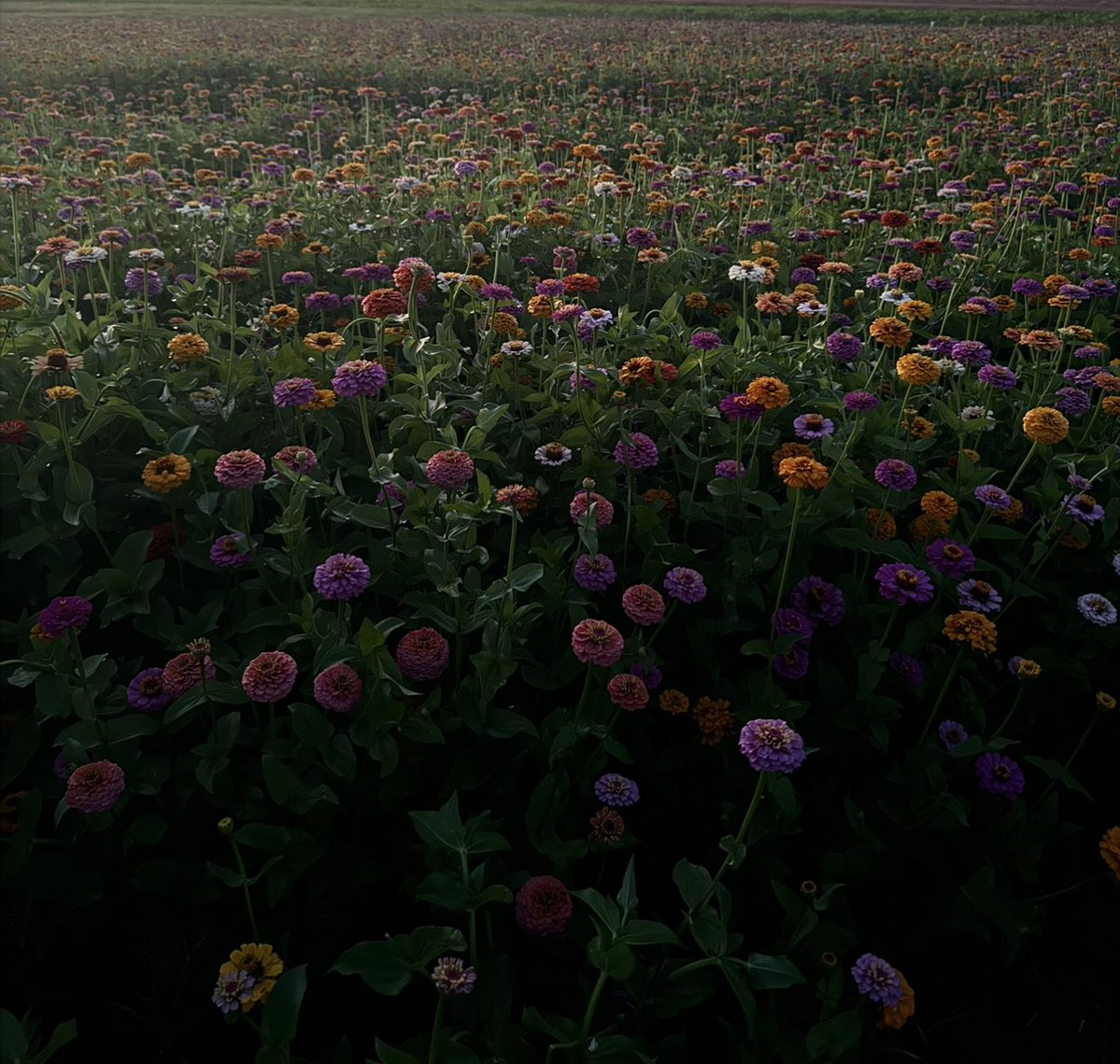 albndary tweet media