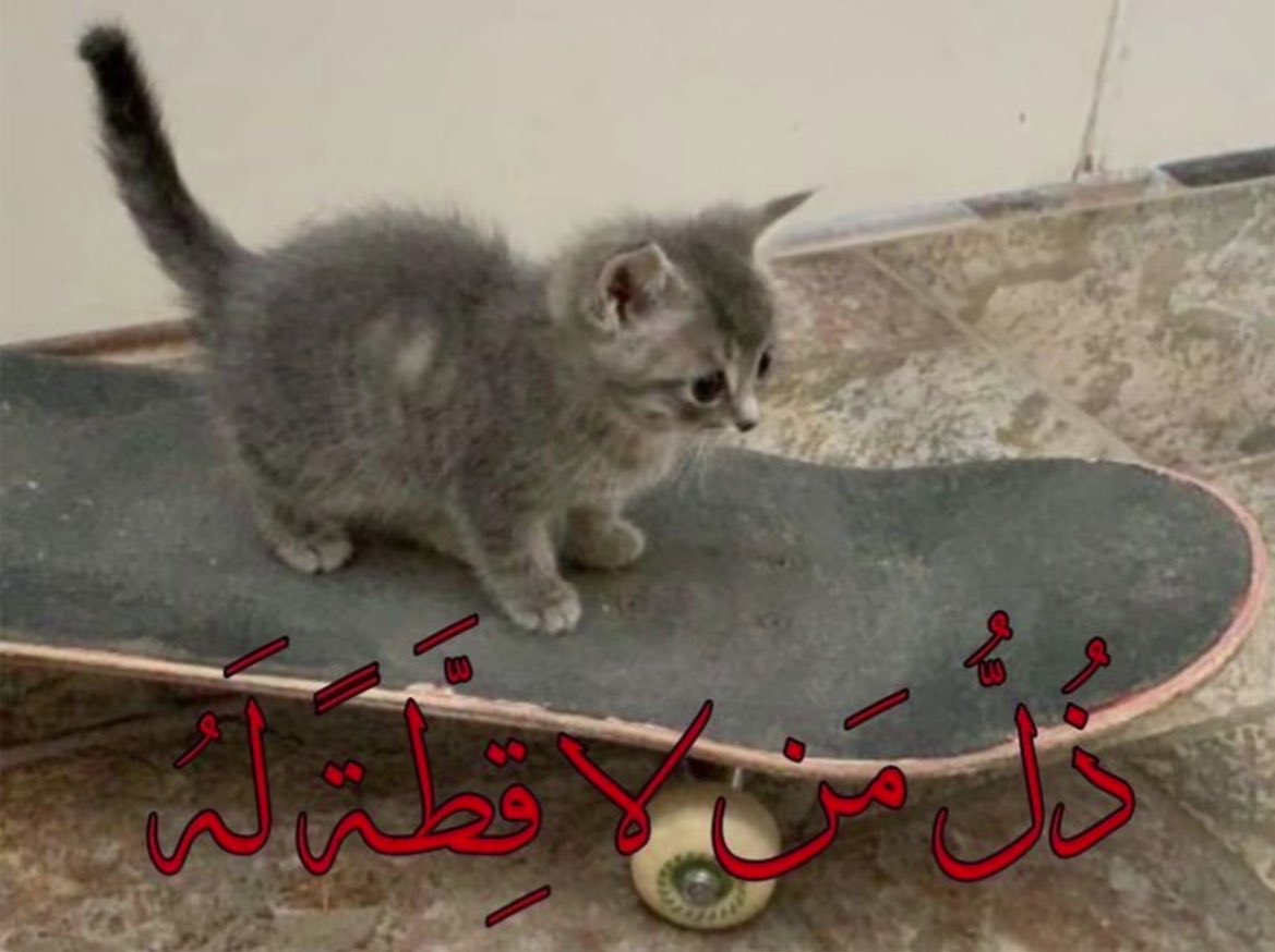 القط الاسود tweet media