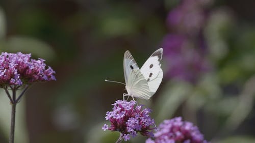 Marie Rose tweet media