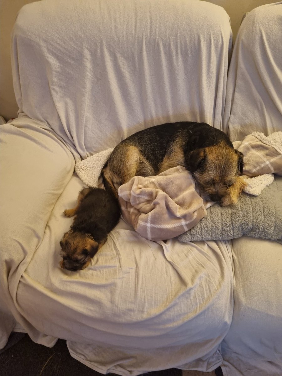 eternal optimist tweet media