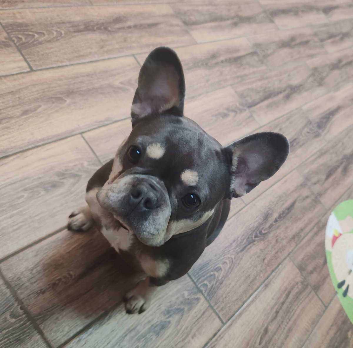 BadAngryPanda tweet media