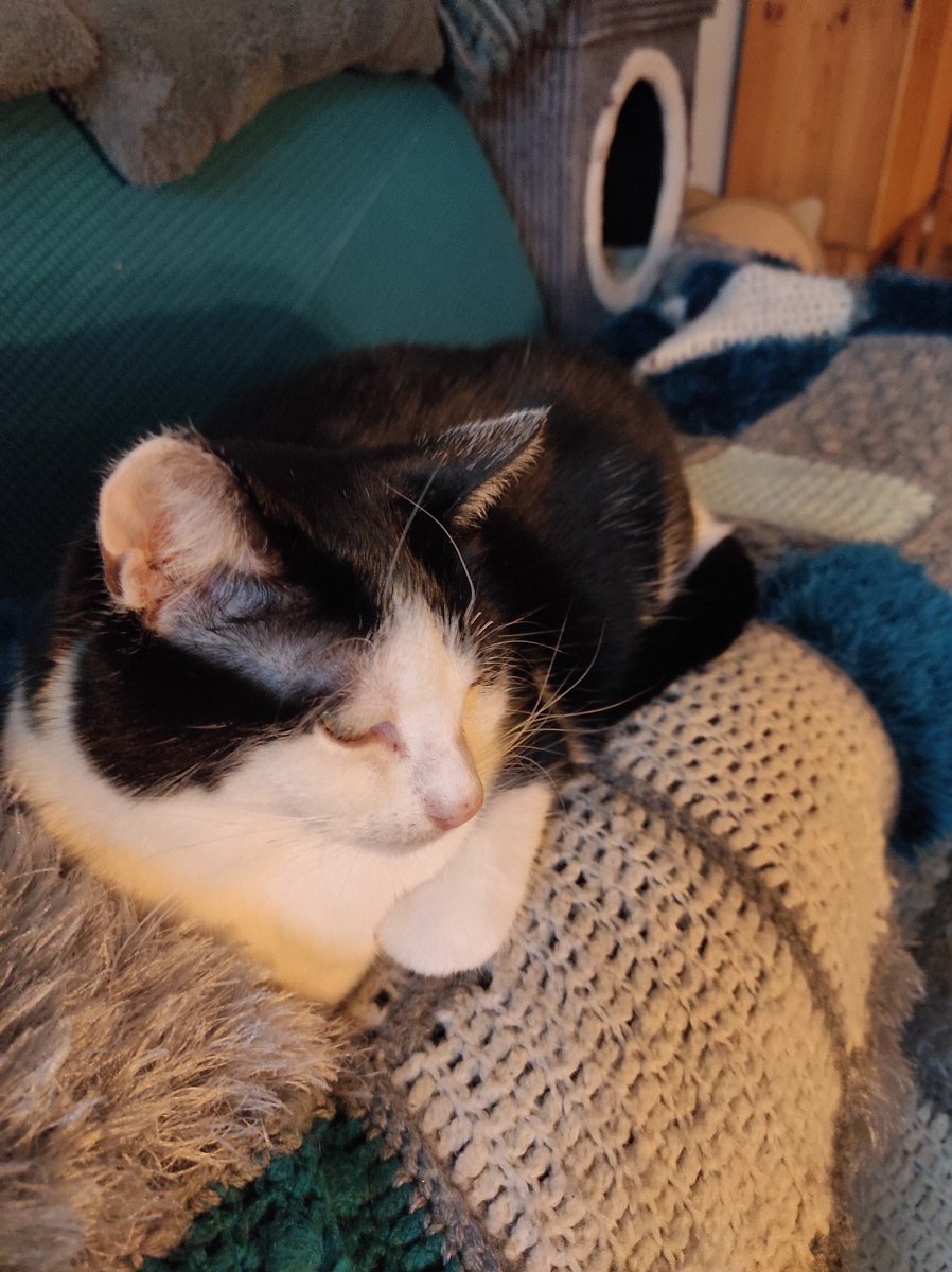 Rockkitties tweet media
